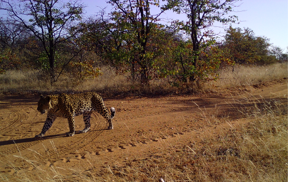 1. Limpokwena Leopard